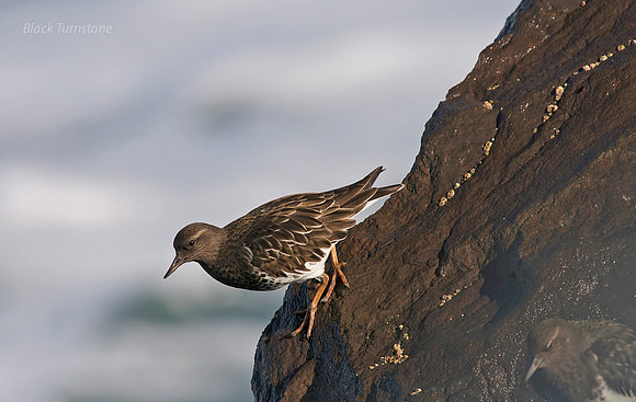 Black Turnstone