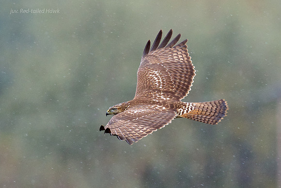 juv. Red-tailed Hawk Fernhill Wetlands