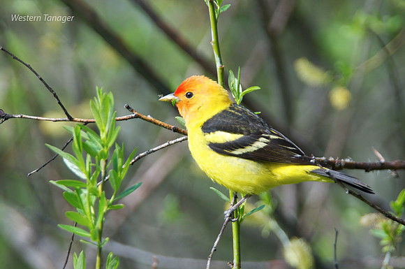 Western Tanager