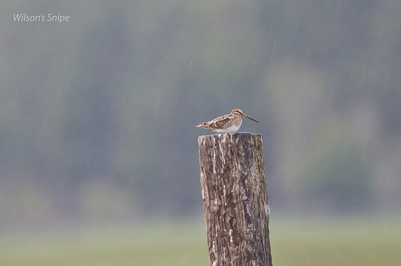 Wilson's Snipe