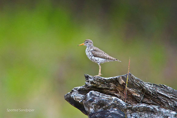 Spotted Sandpiper