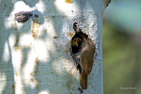 House Wren