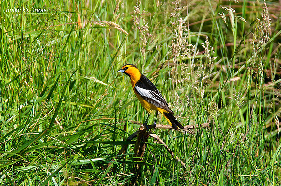 Bullock's Oriole