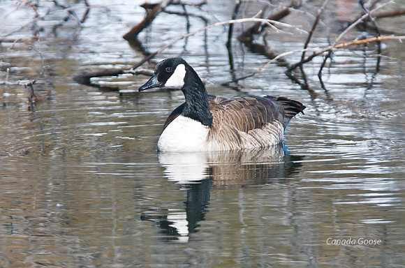 Canada Goose