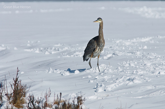 Great Blue Herron