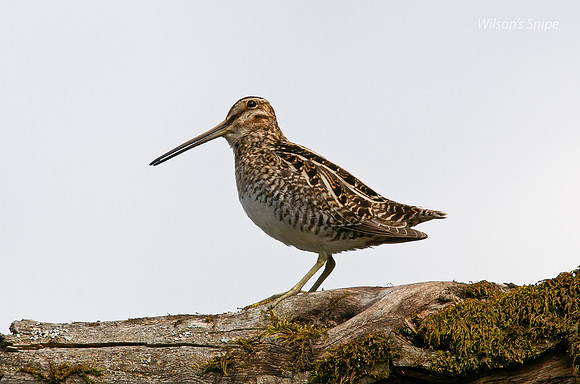 Wilson's Snipe