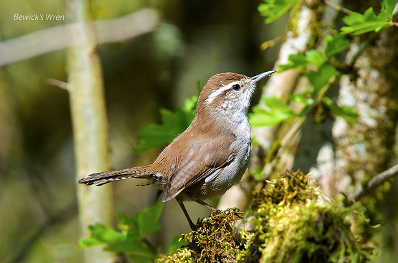 Bewick's Wren