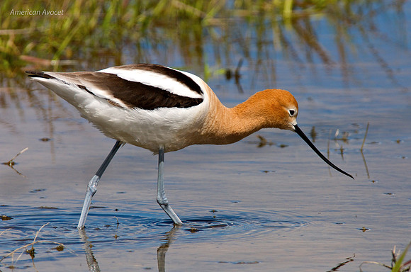 American Avocet