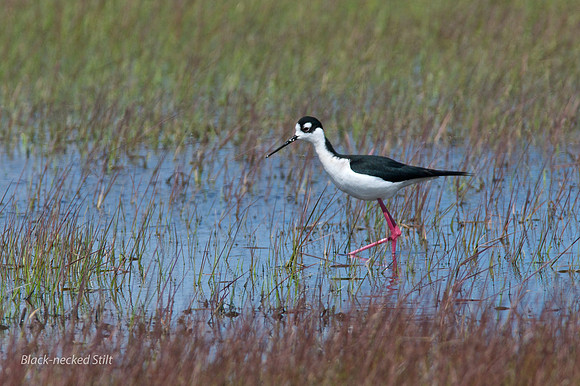 Black-necked Stilt