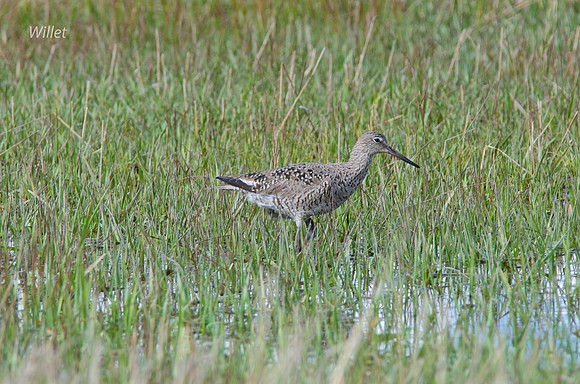 Willet