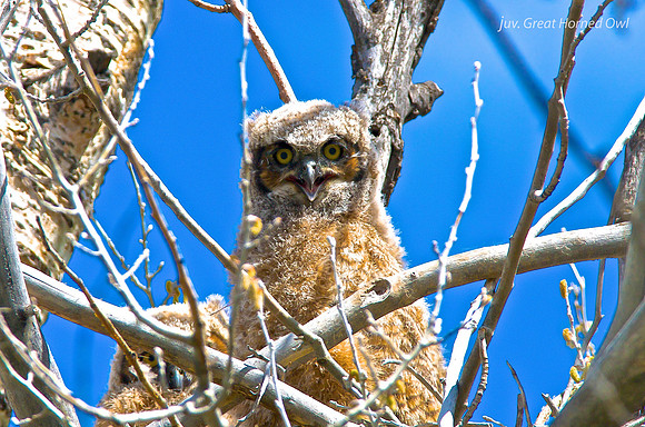 juv. Great Horned Owl