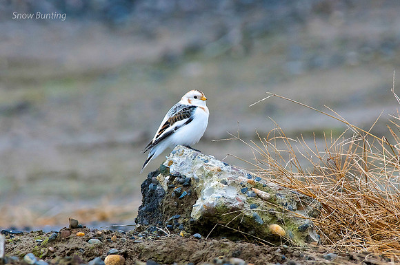 Snow Bunting