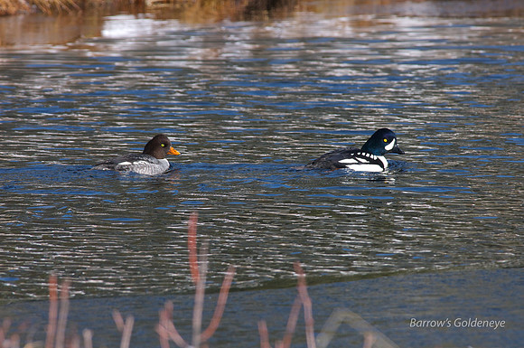 Barrow's Goldeneye