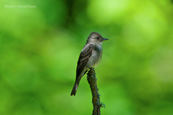 Western Wood Pewee