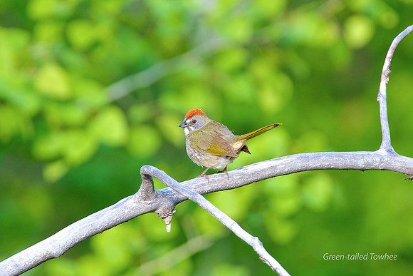 Green-tailed Towhee