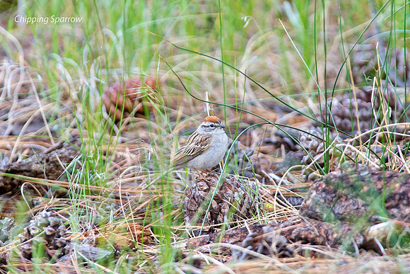 Chipping Sparrow