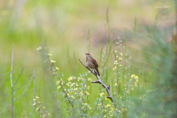 House Wren