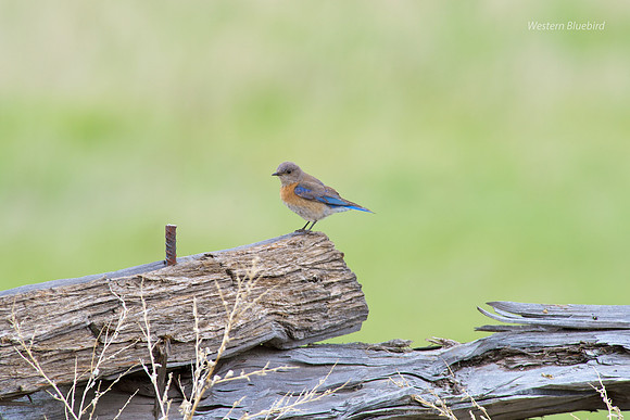 Western Bluebird