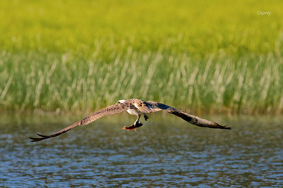 Osprey