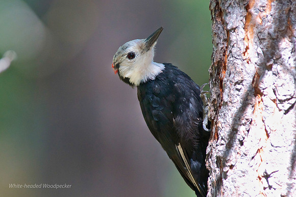 White-headed Woodpeckr