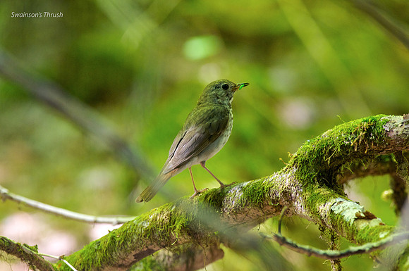Swainson's Thrush