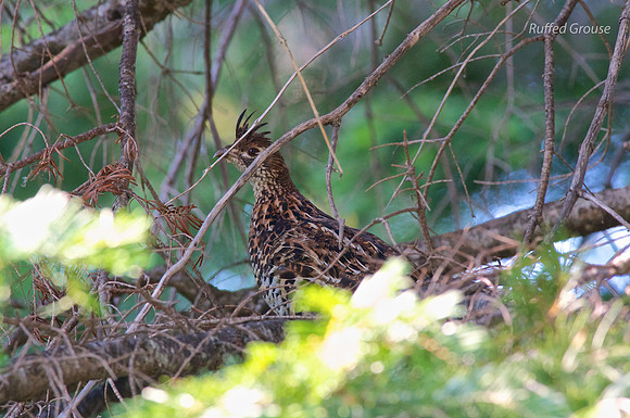Ruffed Grouse