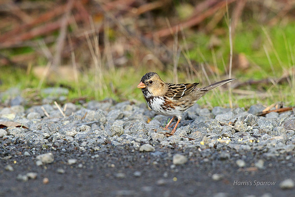 Harris's Sparrow