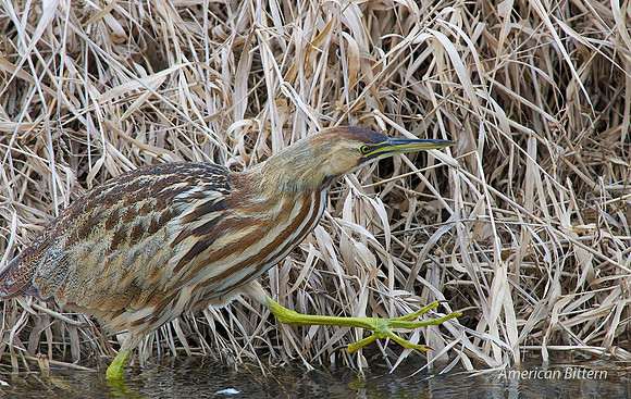 American Bittern