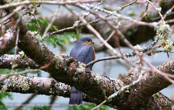 Sharp-shinned Hawk