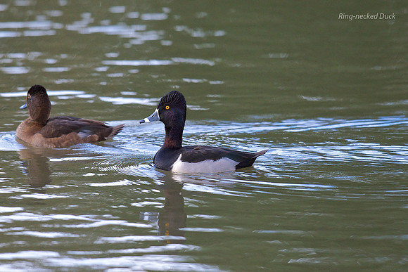 Ring-necked Duck
