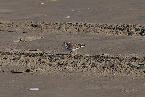Snowy Plover
