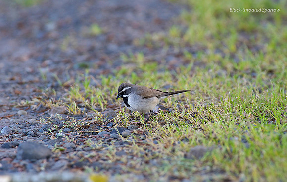 Black-throated Sparrow