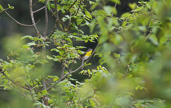 Yellow-breasted Chat