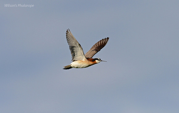 Wilson's Phalarope
