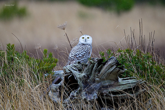 Snowy Owl