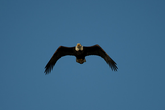 Bald Eagle in pursuit of a goose