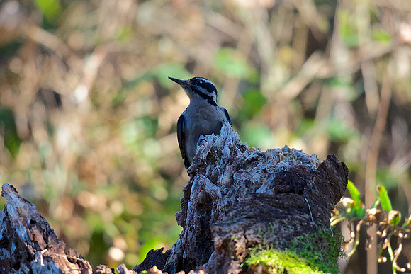 Hairy Woodpecker