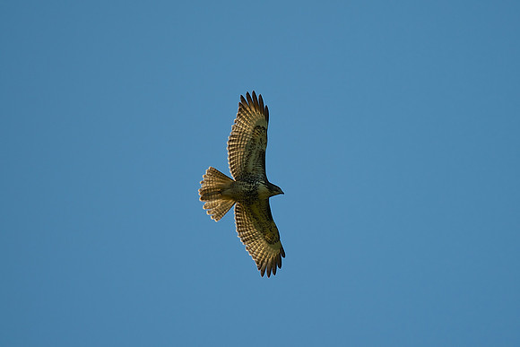 Red-tailed Hawk