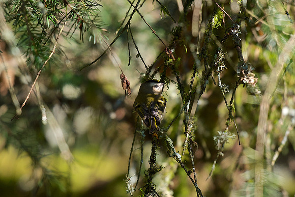 Golden-crowned Kinglet