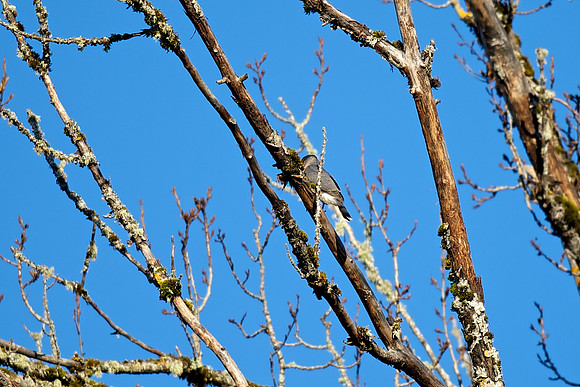 Accipiter - thinking Cooper's Hawk