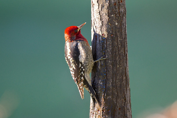 Red-breasted Sapsucker