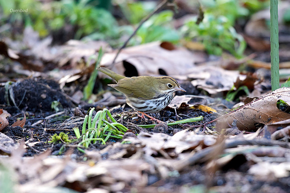 Ovenbird
