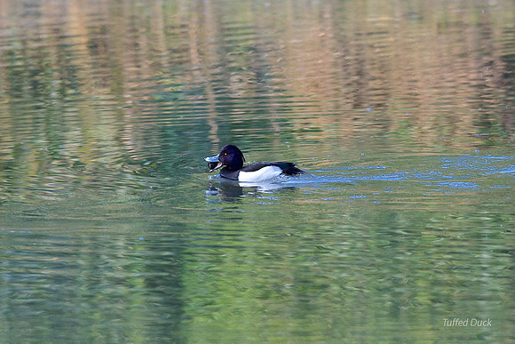 Tufted Duck
