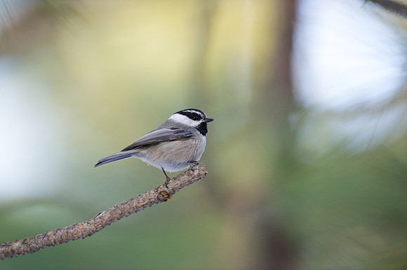 Mountain Chickadee