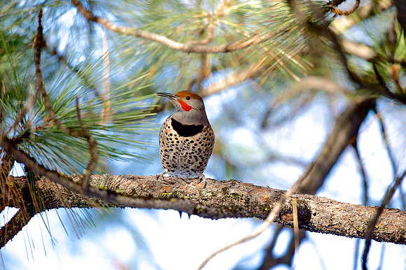 Northern Flicker