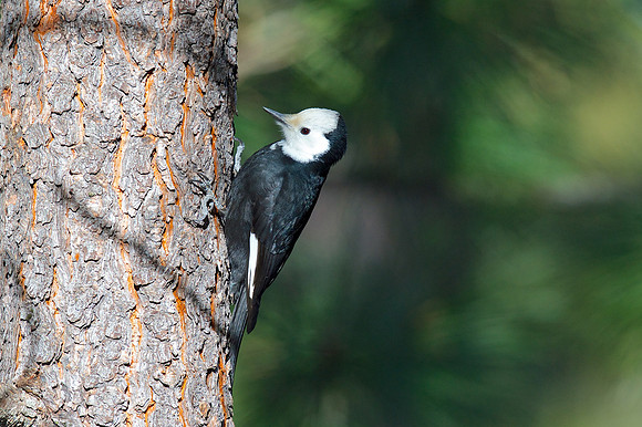 White-headed Woodpecker
