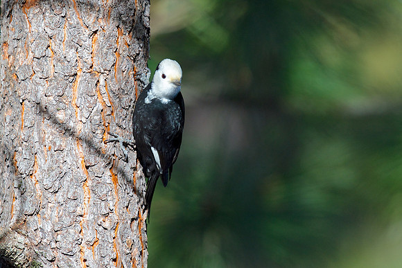 White-headed Woodpecker