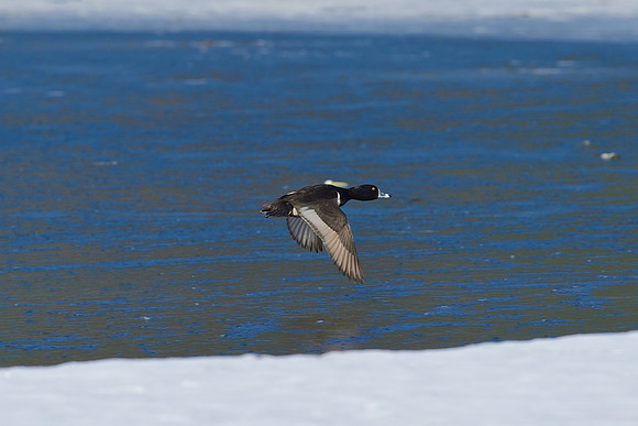 Ring-necked Duck