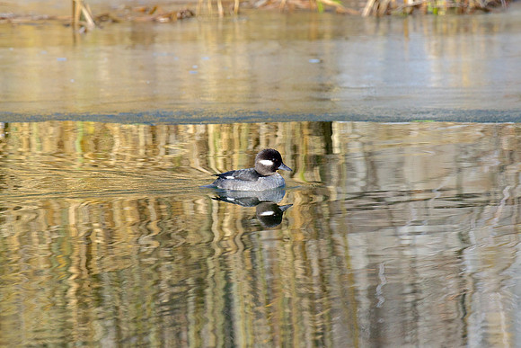 Bufflehead