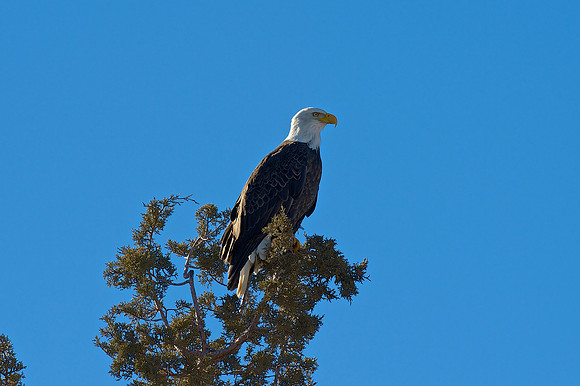 Bald Eagle